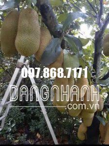 CÂY MÍT SẦU RIÊNG