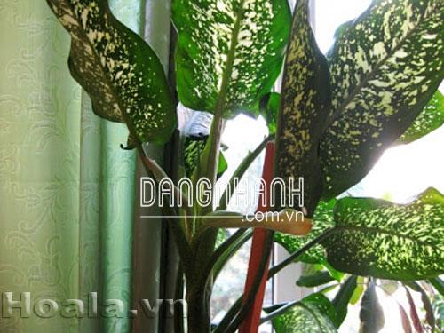 Cây Trường sinh đốm