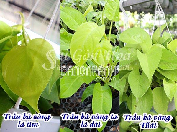 Cây Trầu Bà Vàng Lá Tim Chậu Treo