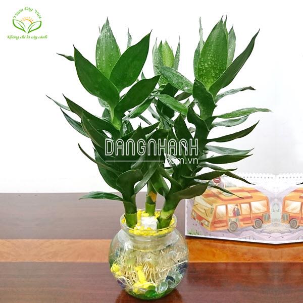 Cây Phát Tài Búp Sen thuỷ sinh