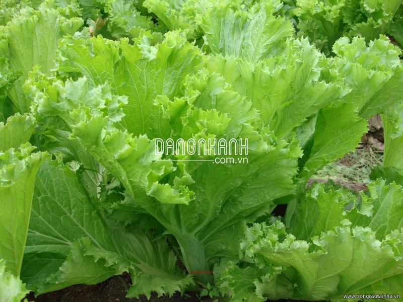 Cải Bẹ Mào gà cao sản 20gam