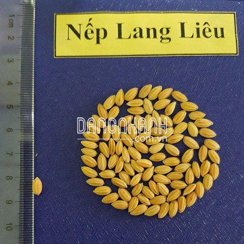 HẠT GIỐNG LÚA: NẾP LANG LIÊU