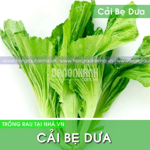 Rau Cải Bẹ Dưa cao sản