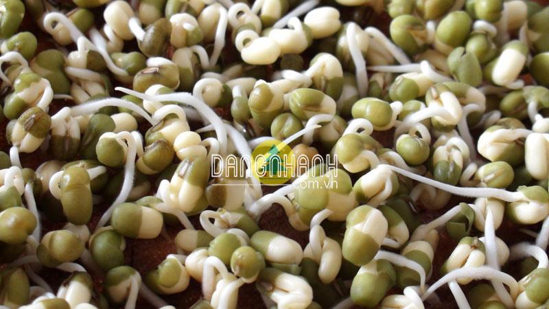 Hạt giống đậu xanh