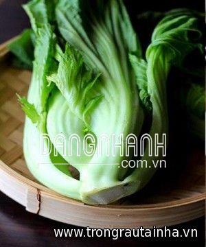 Rau Cải Bẹ Dưa cao sản