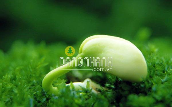 Hạt giống đậu xanh