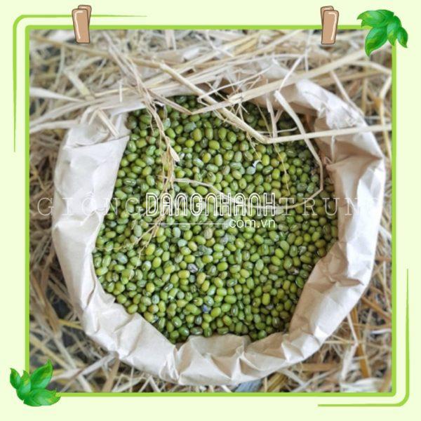 Hạt giống đậu xanh