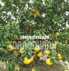 BƯỞI HƯƠNG THÁI LAN