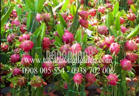 CÂY THANH LONG RUỘT ĐỎ / HỒNG