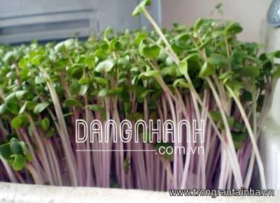 Hạt giống Rau mầm củ cải đỏ