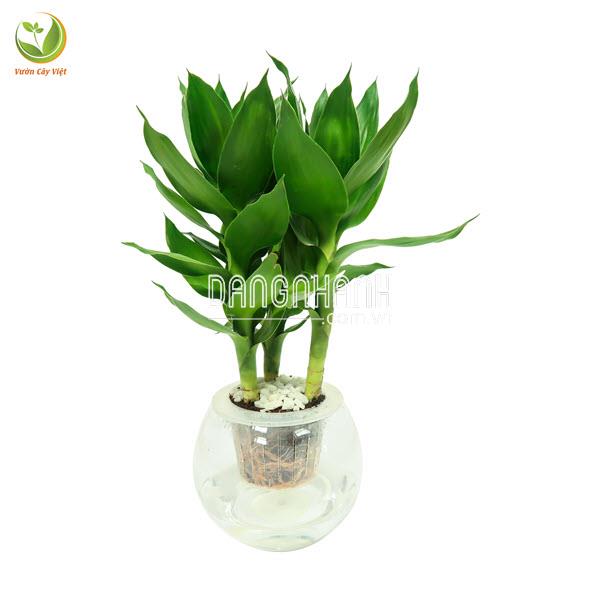 Cây Phát Tài Búp Sen thuỷ sinh