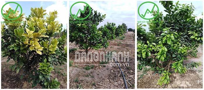 Đặc trị bệnh vàng lá thối rễ