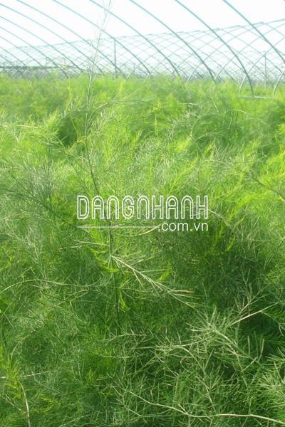 Hạt giống măng tây xanh Grande F1