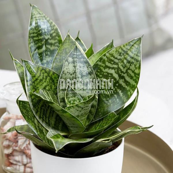 CÂY LƯỠI HỔ NHỎ