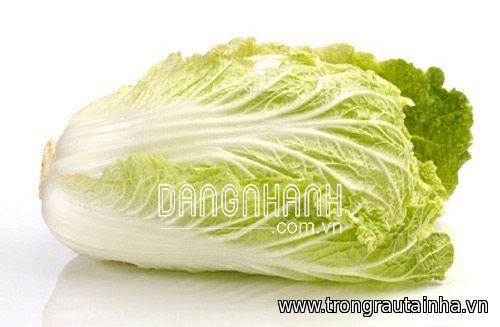Hạt giống Rau cải thảo