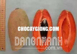 HỒNG XIÊM RUỘT ĐỎ