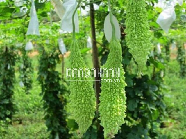 Túi Bao Trái Mướp đắng KT 15x30 cm