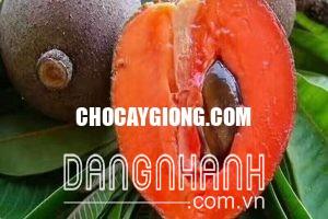 HỒNG XIÊM RUỘT ĐỎ