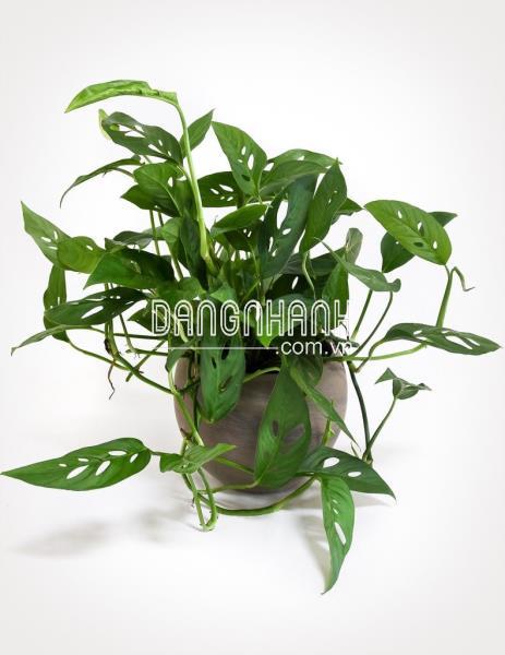 CÂY TRẦU BÀ LỖ