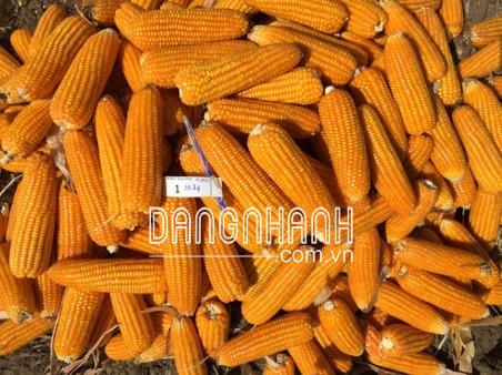 GIỐNG BẮP LAI B.9034