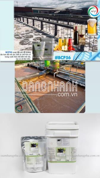 Men Vi Sinh BCP56 Xử Lý Nước Thải Trái Cây, Rau Củ Quả