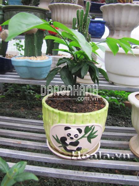 Cây Hạnh phúc để bàn