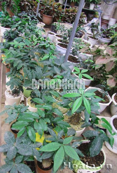 Cây Hạnh phúc để bàn