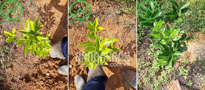 Đặc trị bệnh vàng lá thối rễ