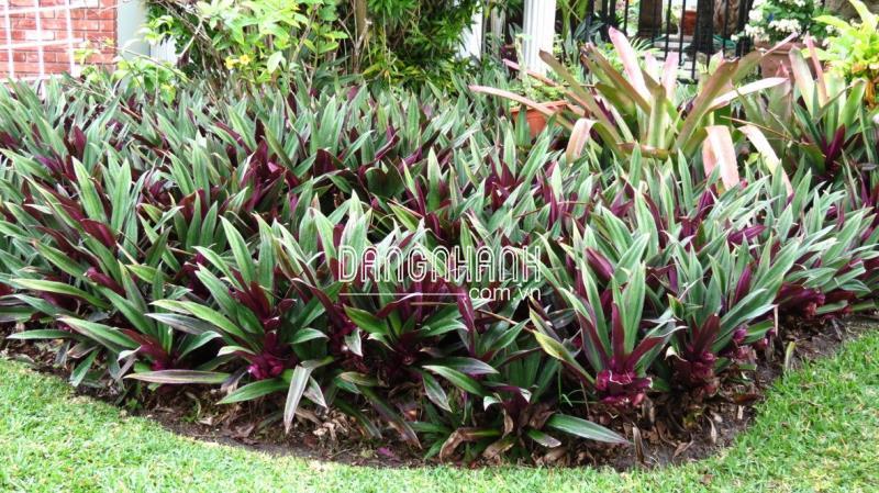 CÂY BẢY SẮC CẦU VỒNG