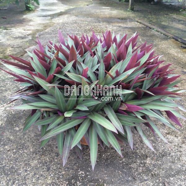 CÂY BẢY SẮC CẦU VỒNG