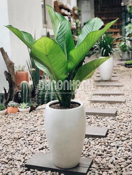 Cây đại phú gia