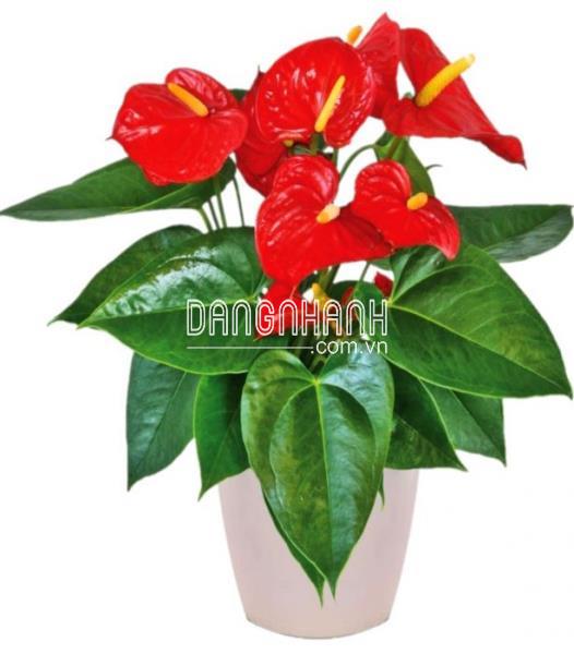 CÂY HỒNG MÔN