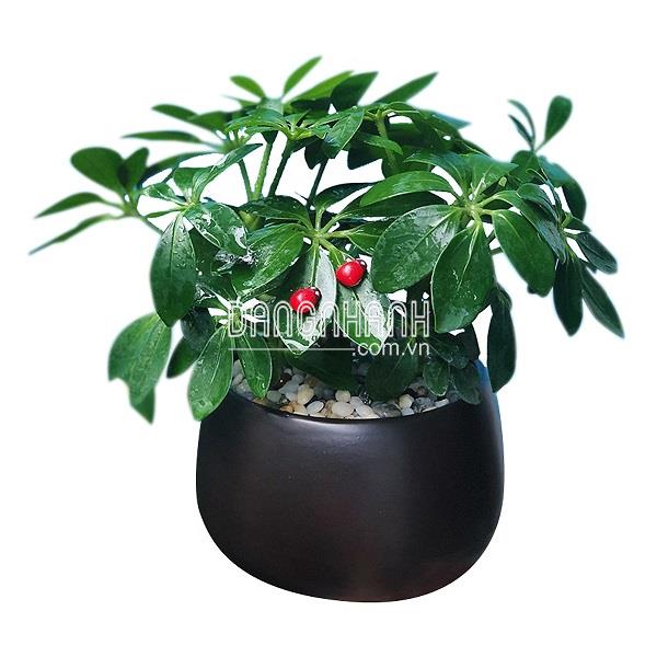 Cây ngũ gia bì vừa làm cảnh vừa xua đuổi muỗi lại dễ trồng