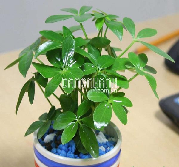 Cây ngũ gia bì vừa làm cảnh vừa xua đuổi muỗi lại dễ trồng