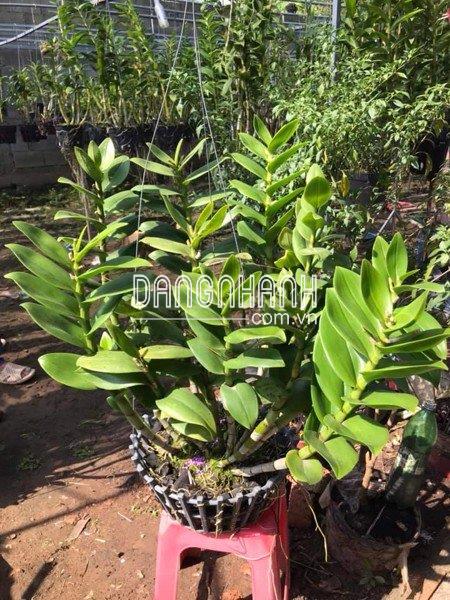 Phân bón thông minh FLOWERMATE 210 NPK 22-10-10 +TE