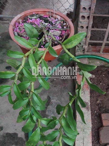 Phân bón thông minh FLOWERMATE 210 NPK 22-10-10 +TE