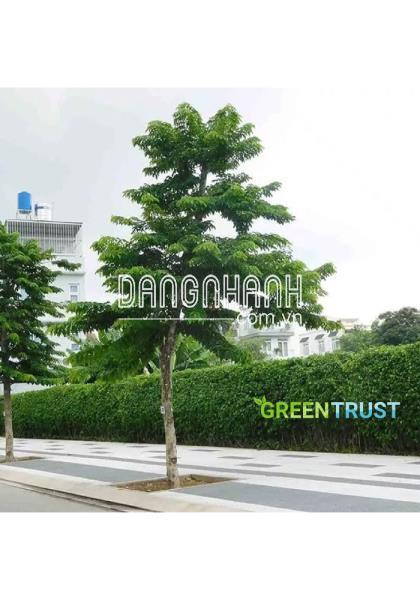 Bảng giá cây Giáng Hương 2019