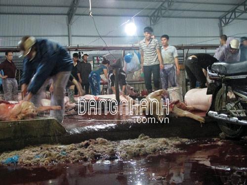 Xử lý mùi hôi thối từ hồ nước thải của các lò mổ heo (Biostreme222pondX)