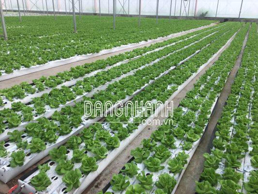 Grown bag (Túi trồng cây)