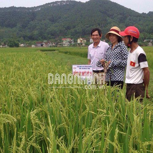 HẠT GIỐNG LÚA: NHIỆT ĐỚI 15