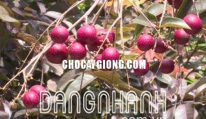 CÂY NHÃN TÍM
