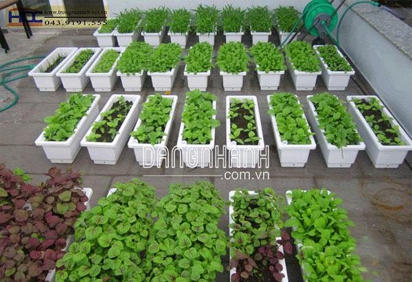 KHAY TRỒNG RAU TẠI NHÀ