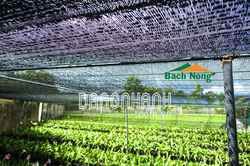 LƯỚI CHỐNG NẮNG THÁI LAN     