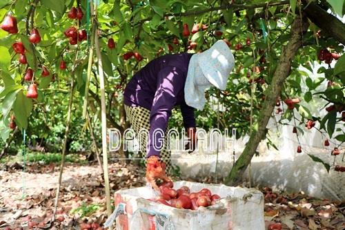 Lưới mùng trùm mận/ táo/ ổi