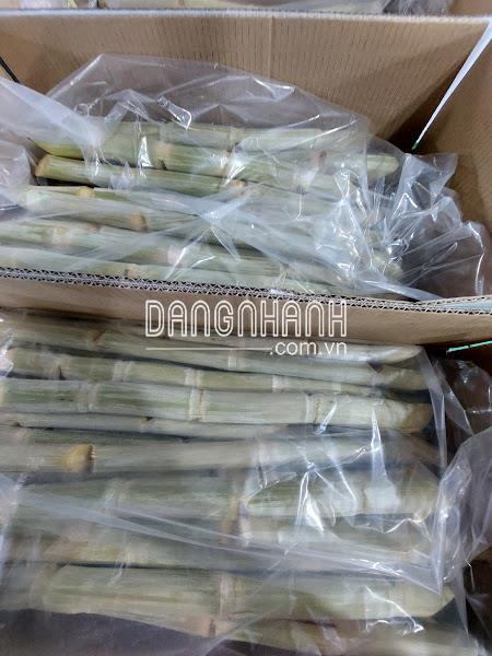 MÍA XUẤT KHẨU VIET GOODS TRADE - CAM KẾT CHẤT LƯỢNG ĐI MỸ