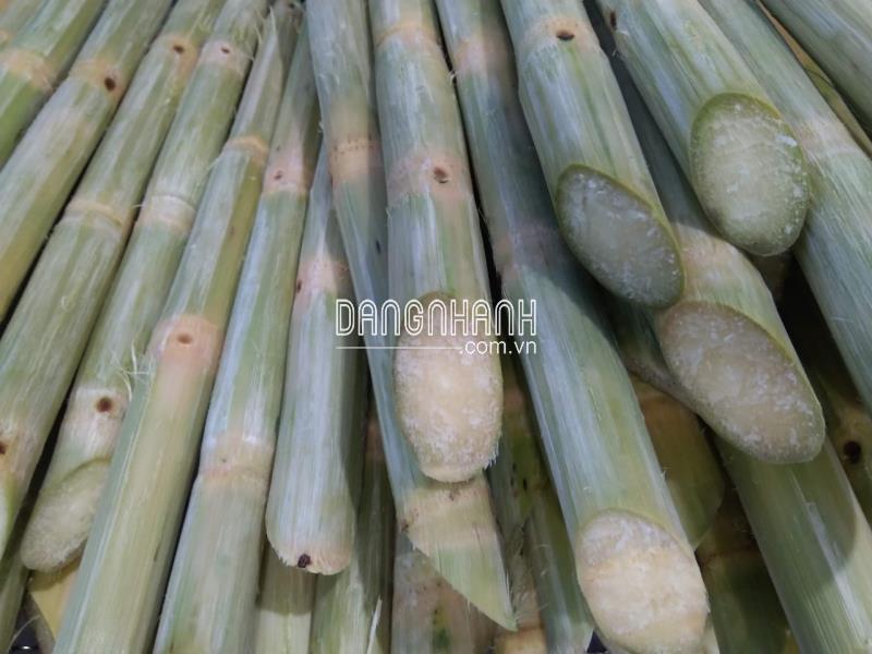 MÍA XUẤT KHẨU VIET GOODS TRADE - CAM KẾT CHẤT LƯỢNG ĐI MỸ