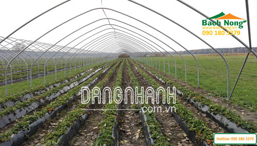 NHÀ LƯỚI MÁI VÒM GIÁ RẺ