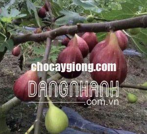 CÂY SUNG MỸ F1