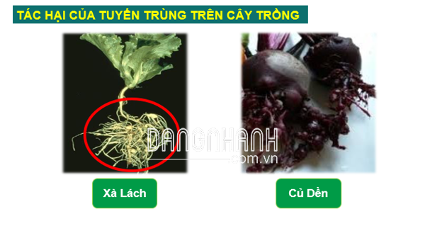 TIÊU TUYẾN TRÙNG 18EC