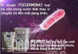 BCP655 men vi sinh xử lý nitơ amoni trong nước thải